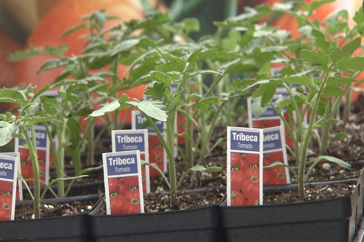 Time to plant fall tomatoes